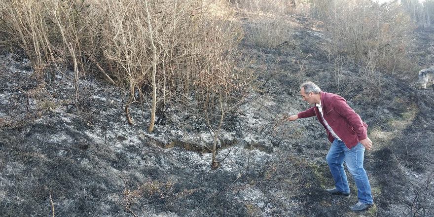 Samsun'da ormanda örtü yangını