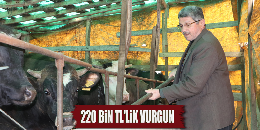 Samsun'da büyükbaş hayvan dolandırıcılığı iddiası: '220 bin TL'lik vurgun'