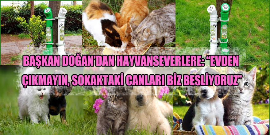 Başkan Doğan’dan hayvanseverlere: “Evden çıkmayın, sokaktaki canları biz besliyoruz”