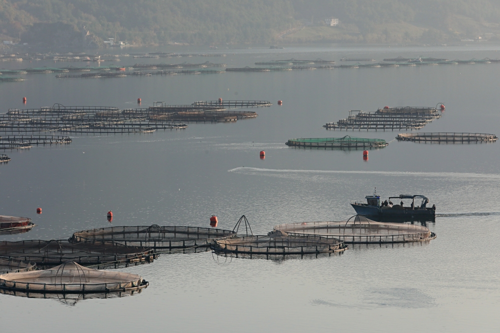 Anadolu'daki barajlarda yetiştirilen alabalıklar 36 ülkeye ihraç ed 10