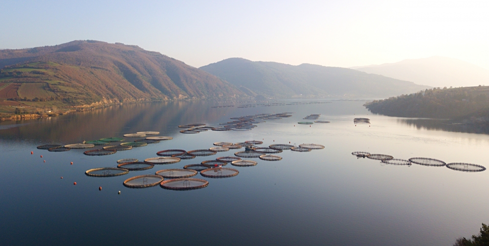 Anadolu'daki barajlarda yetiştirilen alabalıklar 36 ülkeye ihraç ed 2
