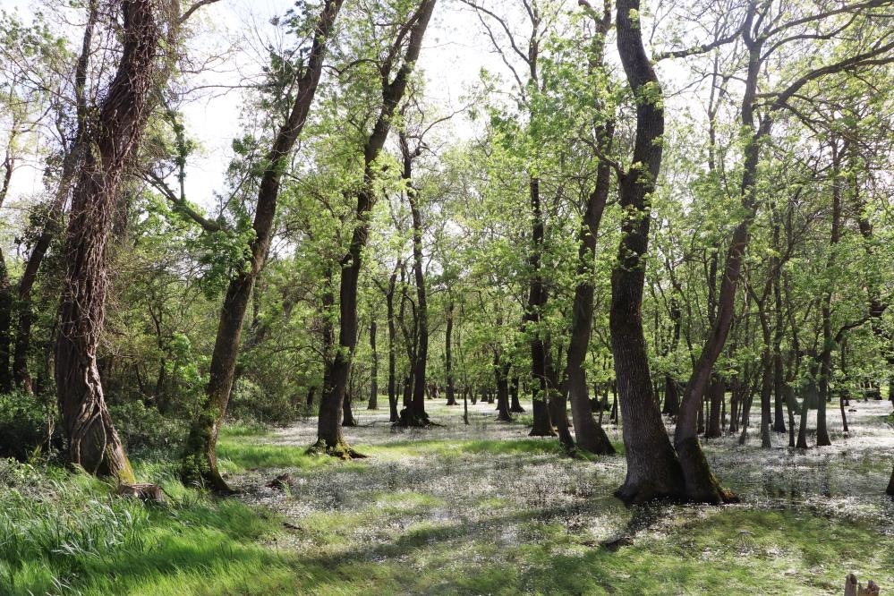 Kuş Cenneti'nde su papatyası güzelliği