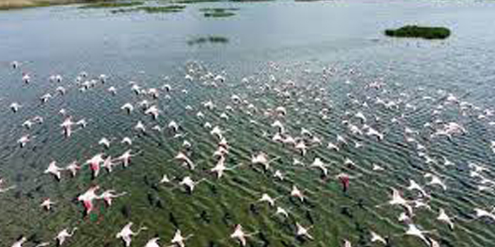 Eber Gölü flamingolarla hareketlendi