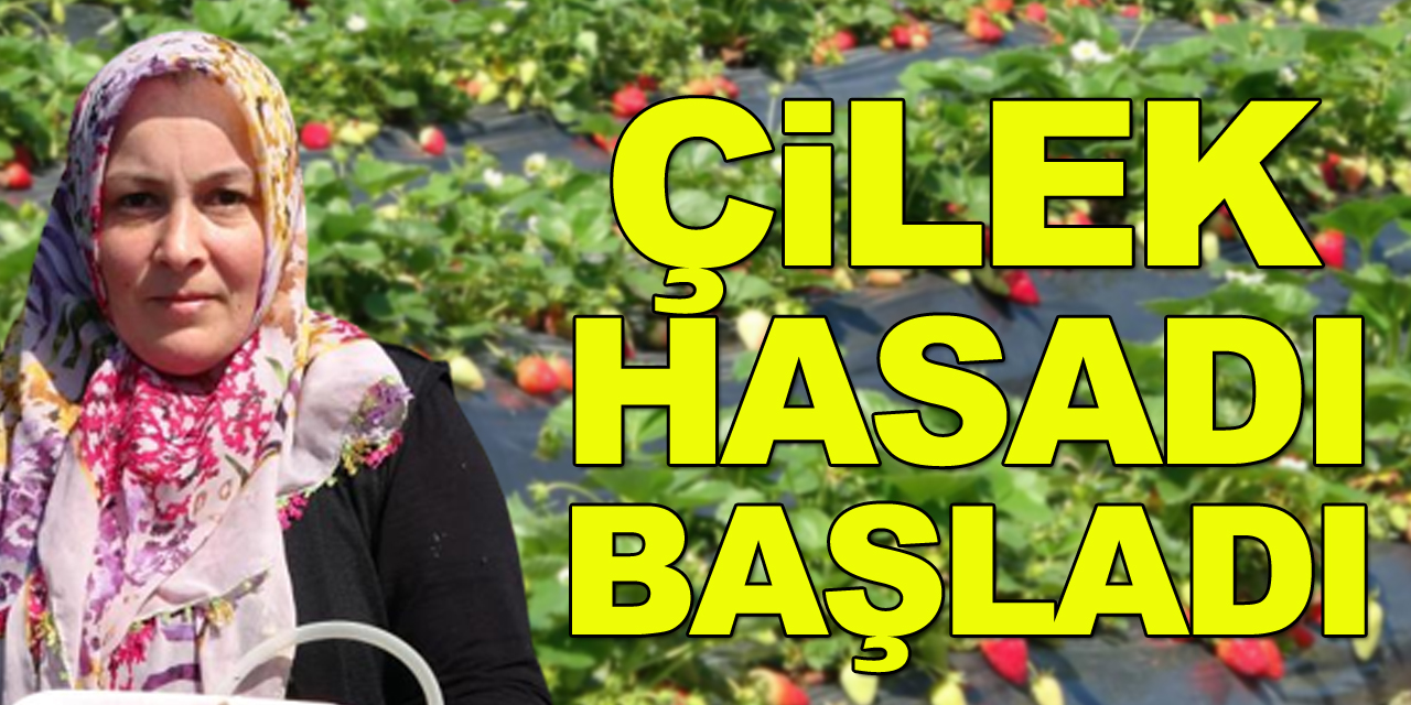 Çilek hasadı başladı