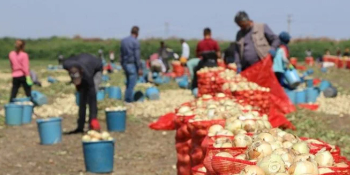 Çukurova'da hasadın yaygınlaşmasıyla soğanın fiyatı düşüyor