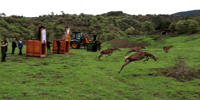 Çorum’da 4 kızıl geyik doğaya salındı