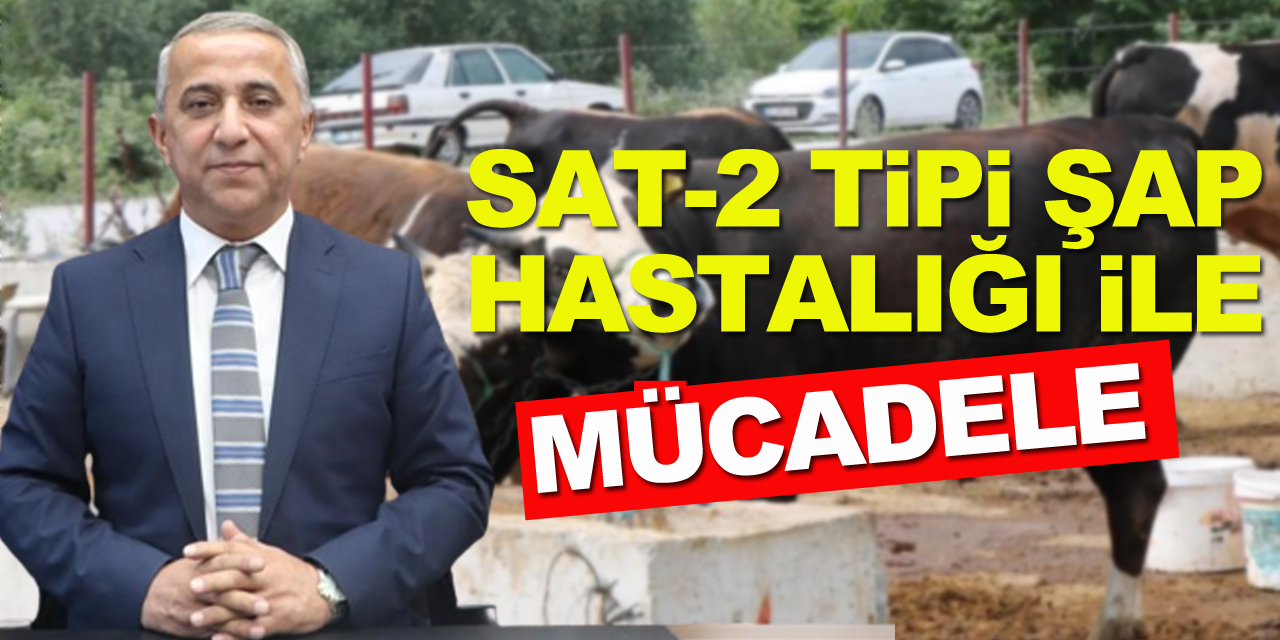 Samsun'da SAT-2 tipi şap hastalığı ile mücadele