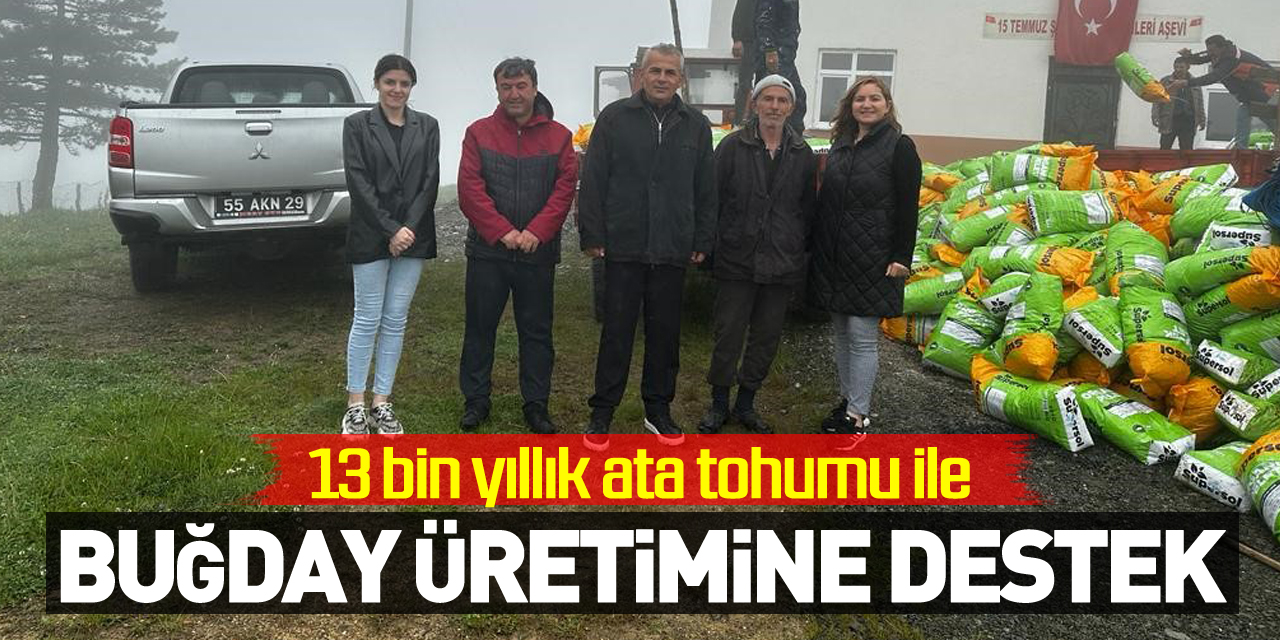 13 bin yıllık ata tohumu ile buğday üretimine destek