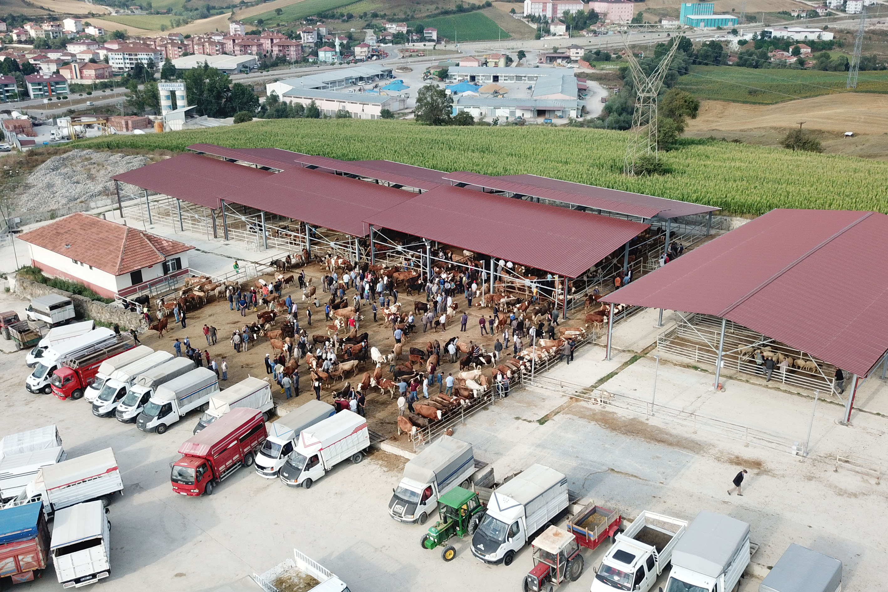 Havza'da canlı hayvan pazarı açıldı