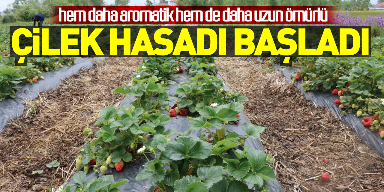 Bu çilek hem daha aromatik hem de daha uzun ömürlü