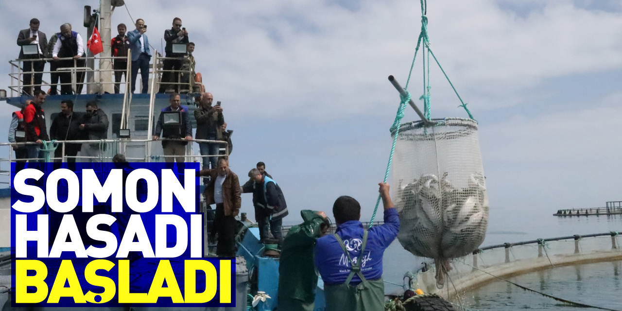 Samsun’da Türk somonu hasadı başladı