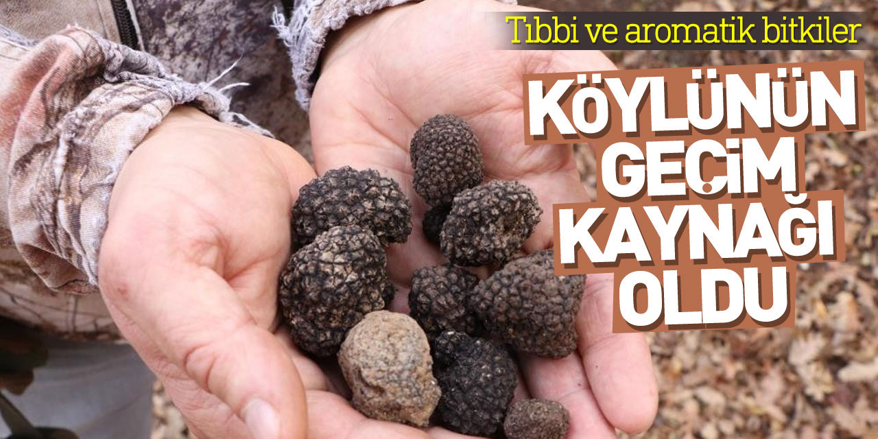 Tıbbi ve aromatik bitkiler orman köylüsünün geçim kaynağı oluyor