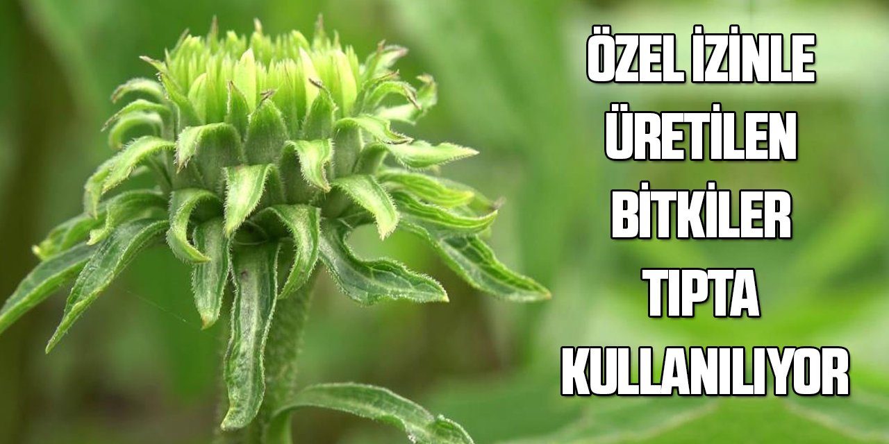 Özel izinle üretilen bitkiler tıpta kullanılıyor