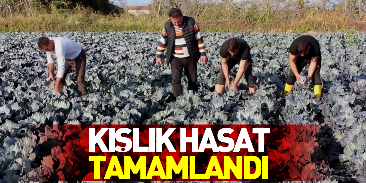 Bafra Ovası'nda kışlık sebze hasadı tamamlandı