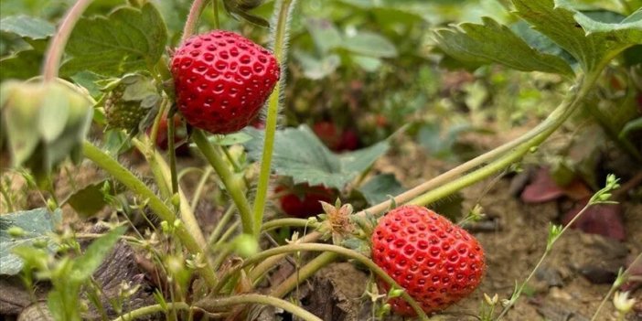 Karadeniz Ereğli'de Osmanlı çileğinin hasadı başladı