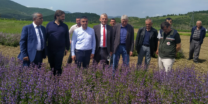 Samsun ‘tıbbı aromatik bitki’ üretiminde merkez oluyor