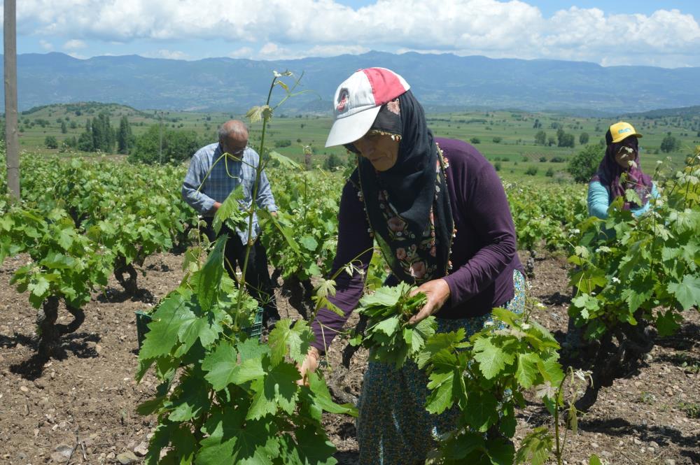 Tokat’ta bağ yaprağı hasadı başladı