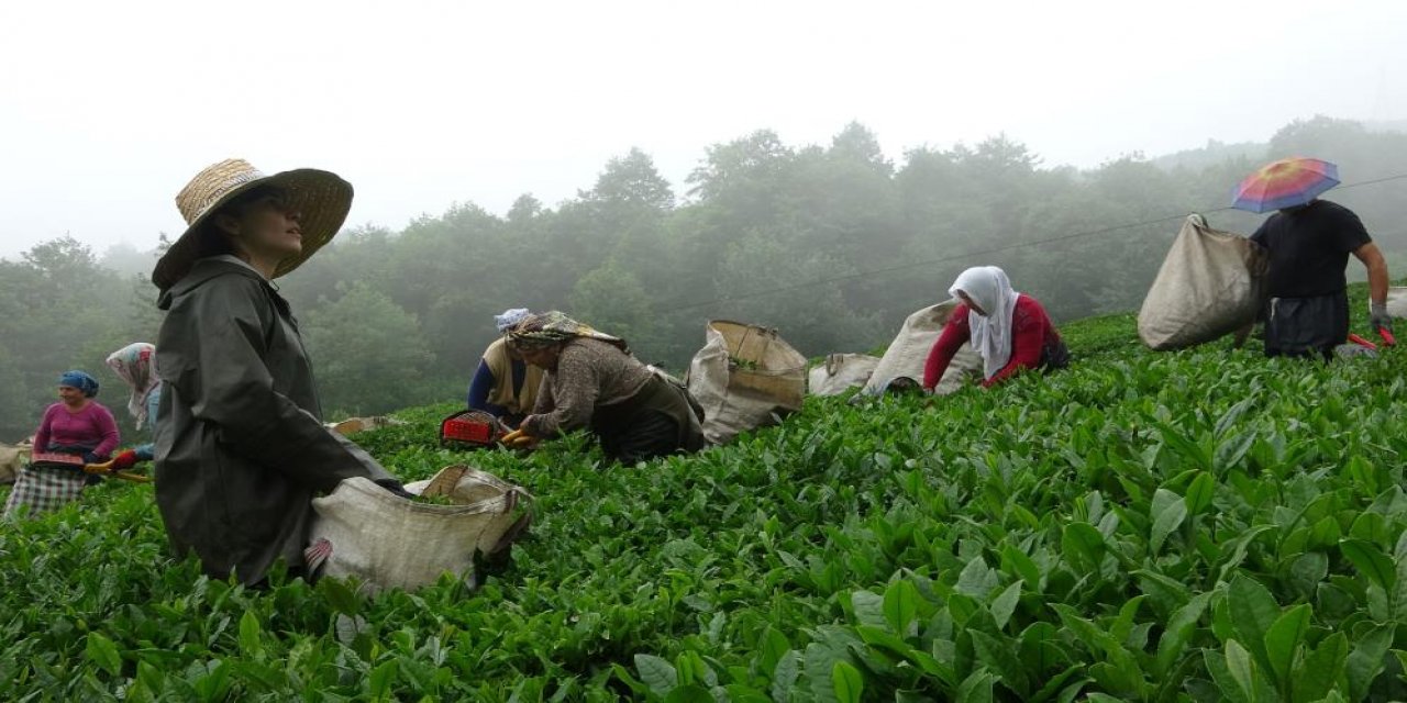 Giresun’da kemençe eşliğinde çay hasat şenliği yapıldı