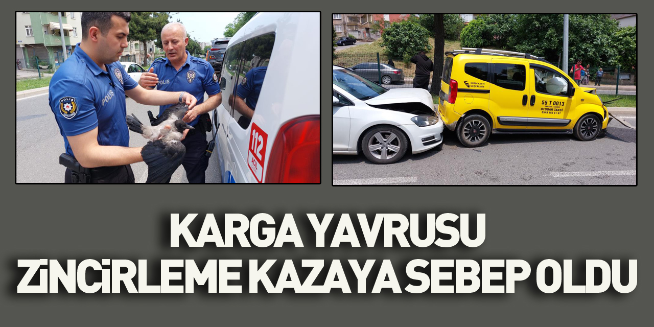 Yuvadan düşen karga yavrusu zincirleme kazaya sebep oldu