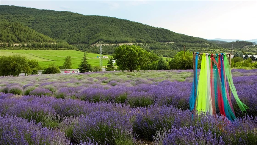 Lavanta tarlaları Safranbolu'nun turizm potansiyeline katkı sağlıyor