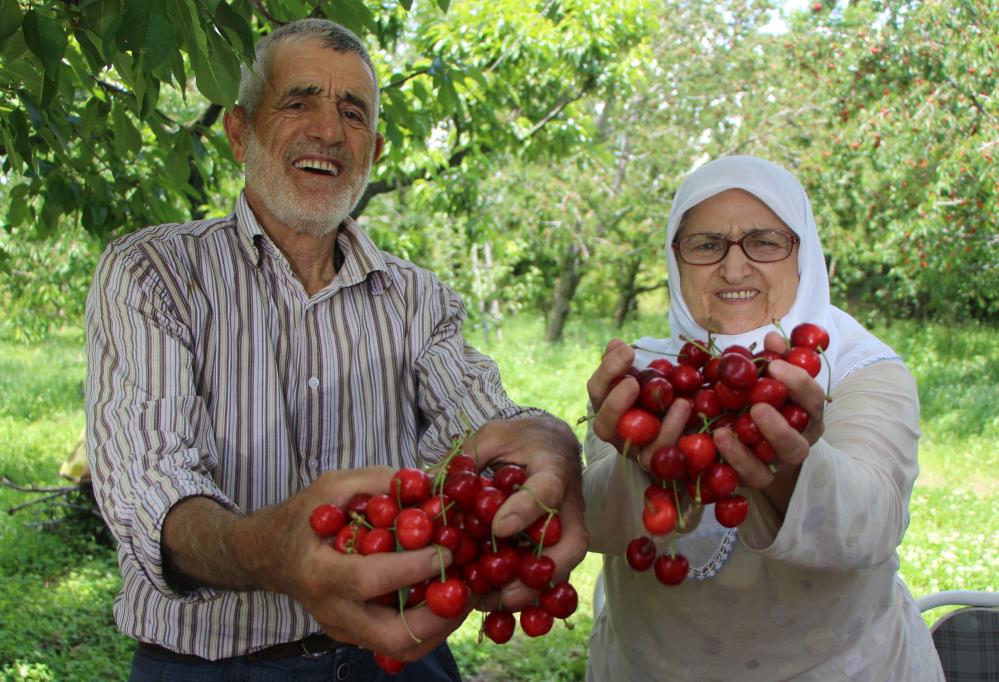 Amasya kiraz üretiminde Türkiye üçüncüsü