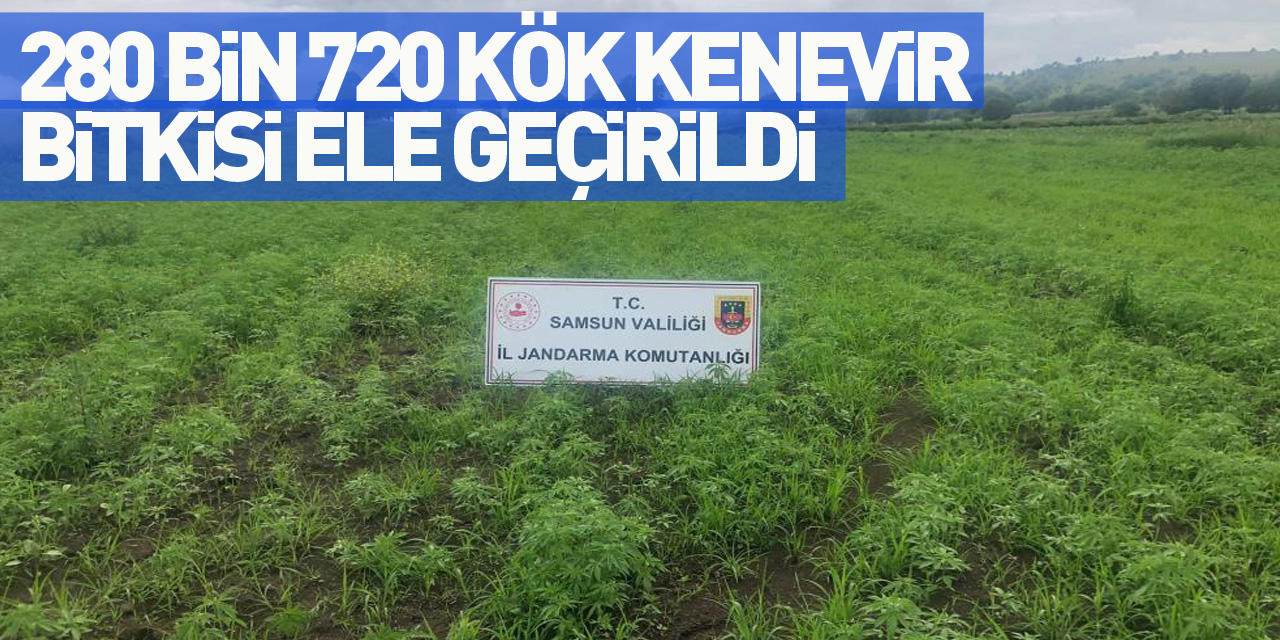 Samsun'da jandarma tarafından 280 bin 720 kök kenevir bitkisi ele geçirildi