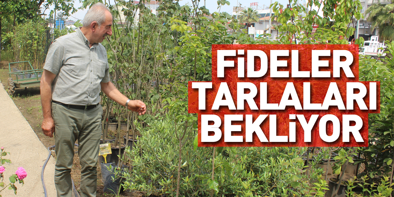 Fideler tarlaları bekliyor