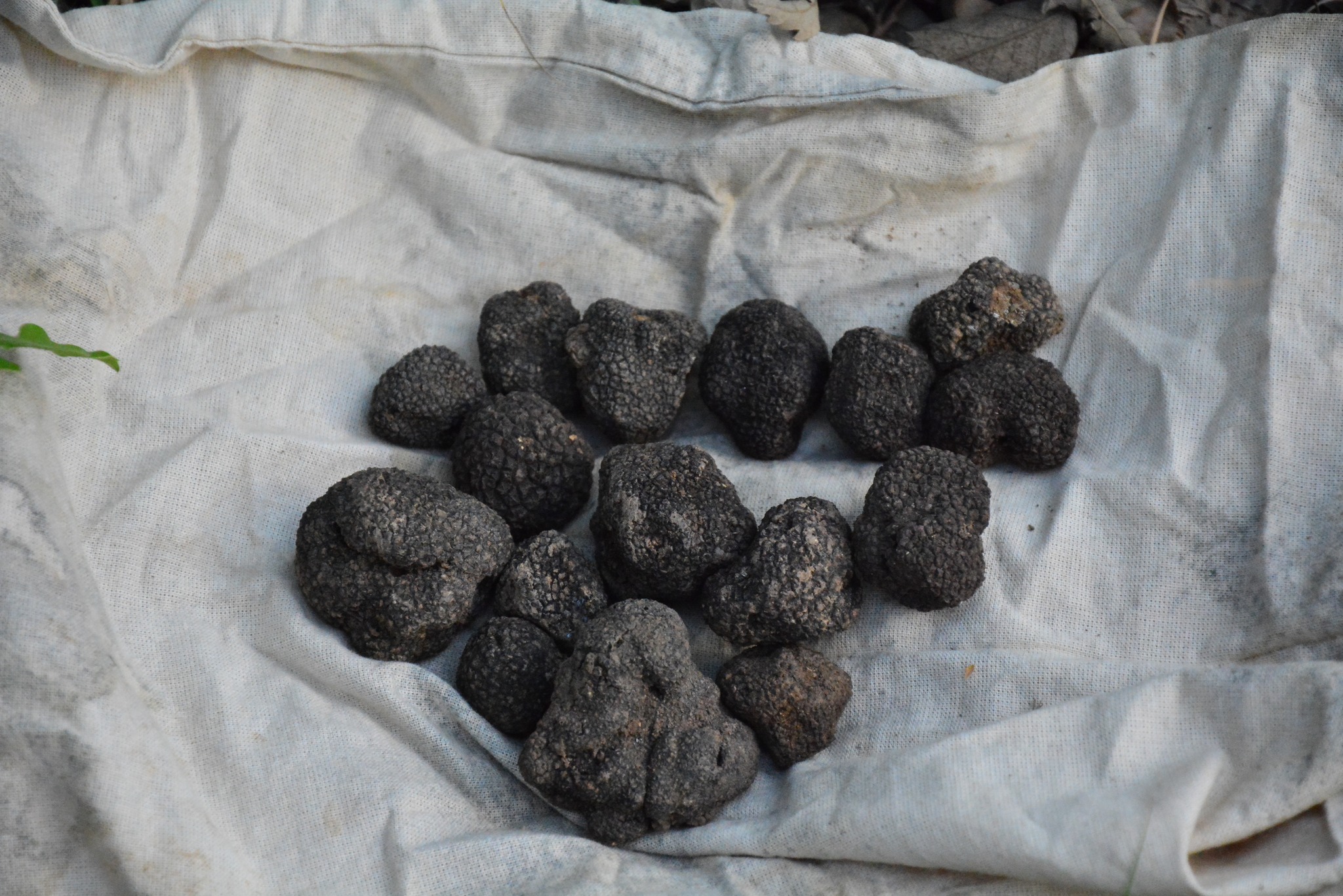 Amasya'da ormancılar yaklaşık 100 kilogram trüf mantarı topladı