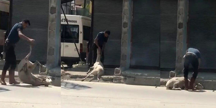 Koyunu döverek bayıltan kasaptan pişkin savunma: 'Yormak için öyle yaptım'