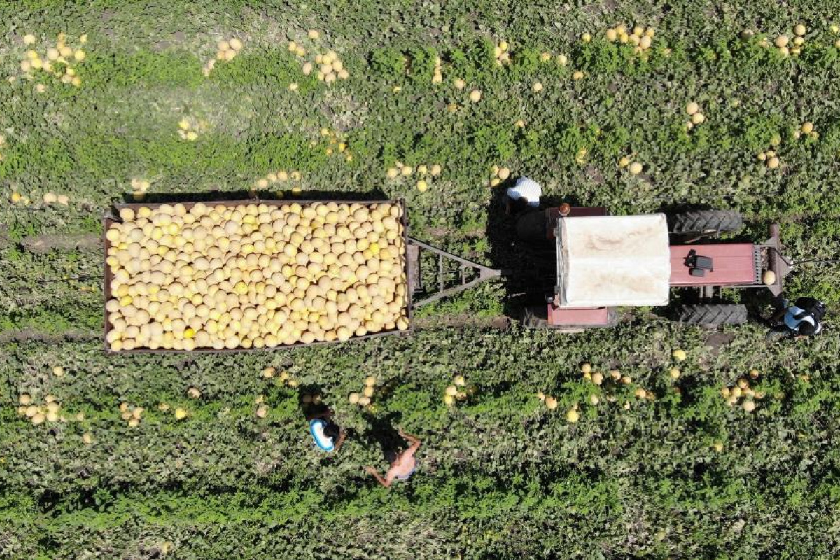 Enkaz kent Hatay'da yüz güldüren hasat: Kavun tarlada 11 TL'den alıcı buluyor