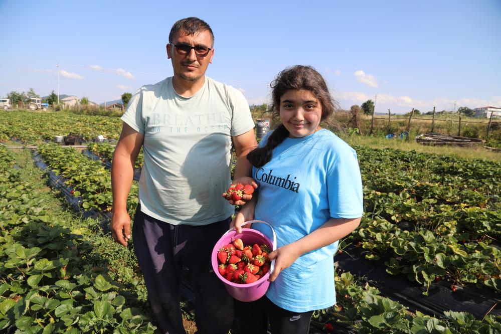 Bu çilek pazara inmeden satılıyor