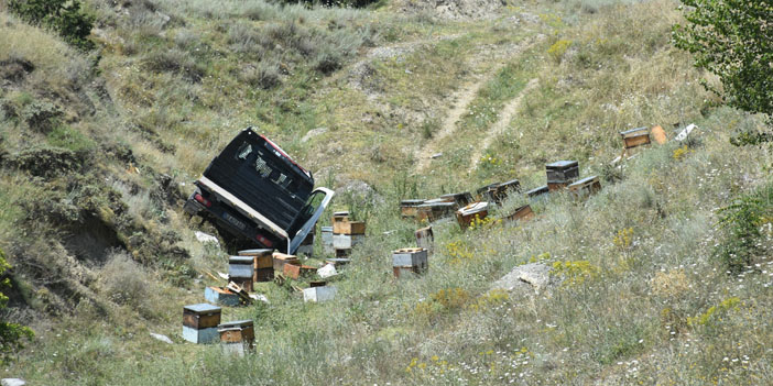 D100’de arı kovanı yüklü kamyon devrildi: 1 kişi yaralandı, arılar telef oldu