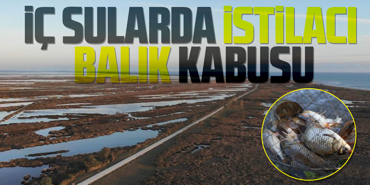 İç sularda istilacı ‘İsrail sazanı’ ve ‘sivrisinek balığı’ kabusu