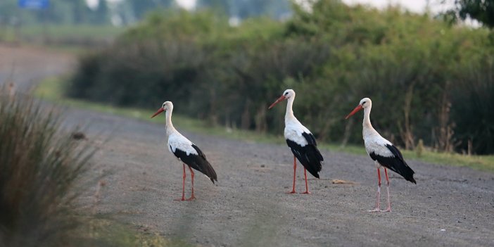 Kızılırmak Deltası Kuş Cenneti pek çok canlıya ev sahipliği yapıyor