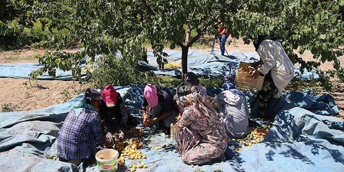 Mevsimlik tarım işçilerinin kayısı mesaisi başladı