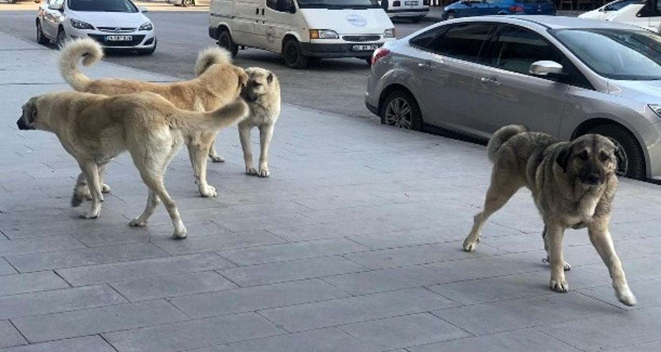 İstanbul Valiliğinden 39 ilçeye "sokak köpeklerini toplayın" talimatı