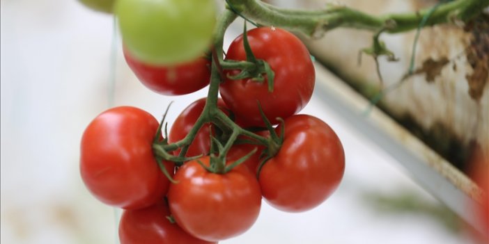 Rusya'nın Türkiye'den domates ithalatı kotasını arttırması ihracat rakamlarına olumlu yansıyacak