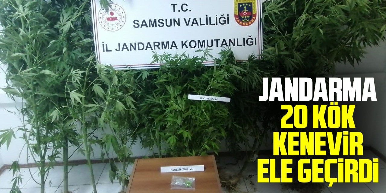 Jandarma kümes bahçesinde ekili 20 kök kenevir ele geçirdi