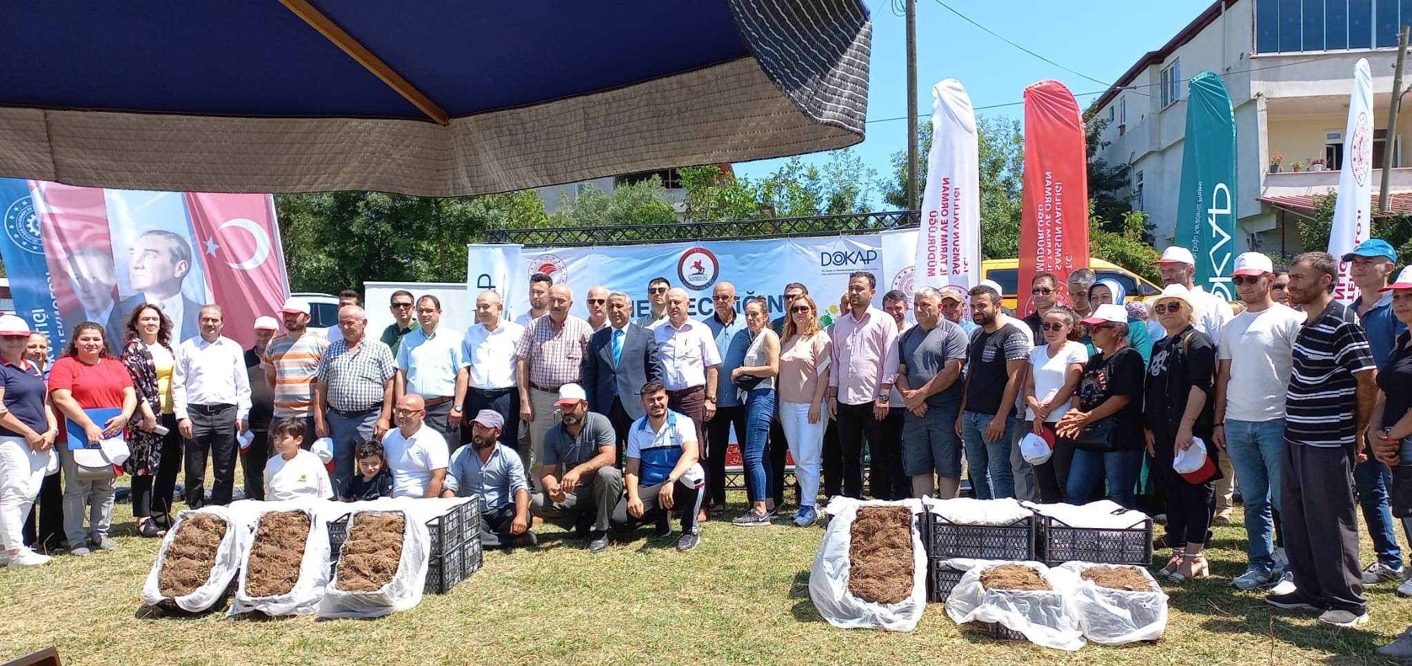 Samsun'da çilek üreticisine 750 bin fide desteği