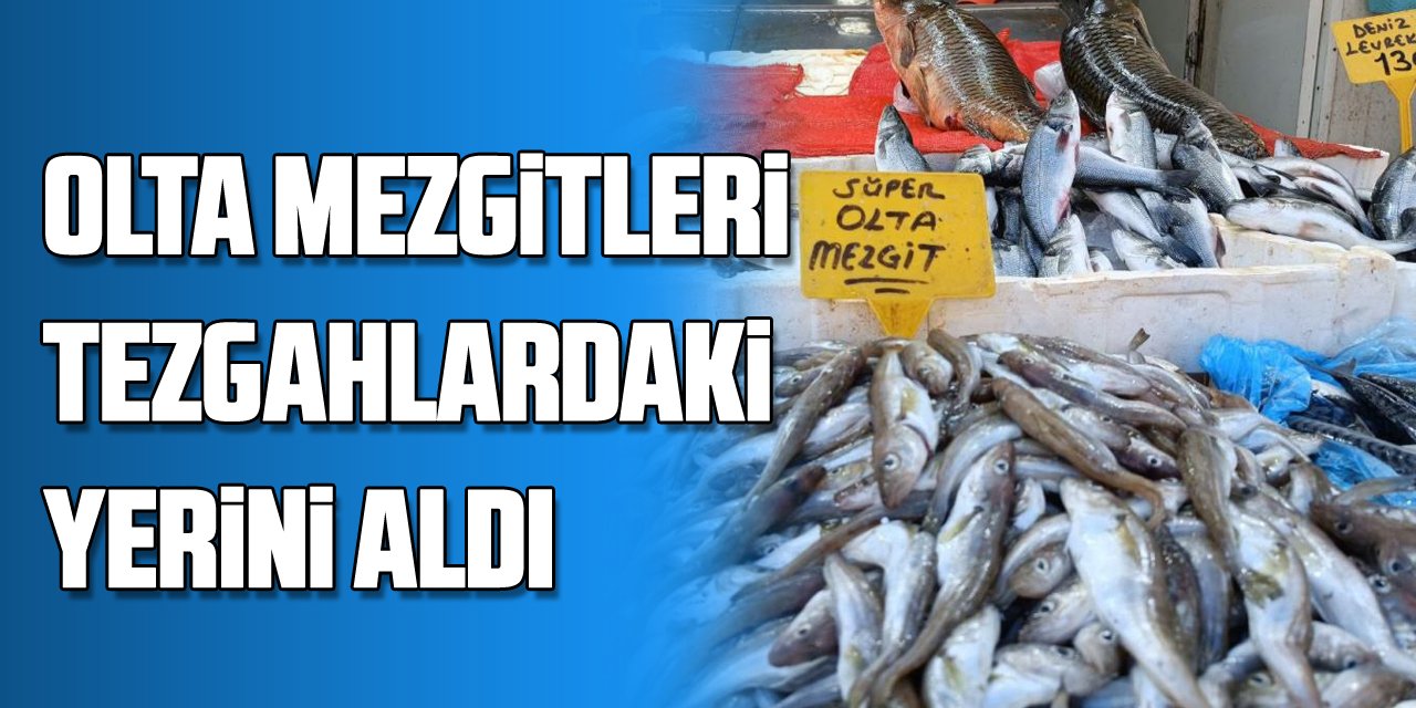 Olta mezgitleri tezgahlardaki yerini aldı