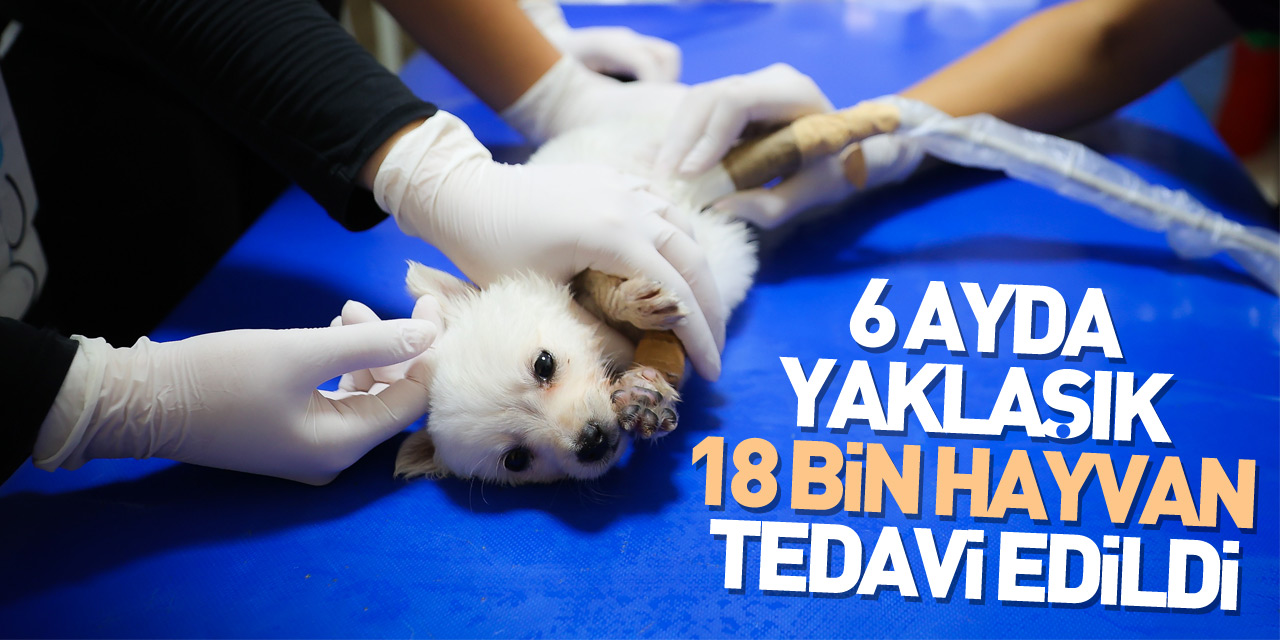 6 ayda yaklaşık 18 bin hayvan tedavi edildi