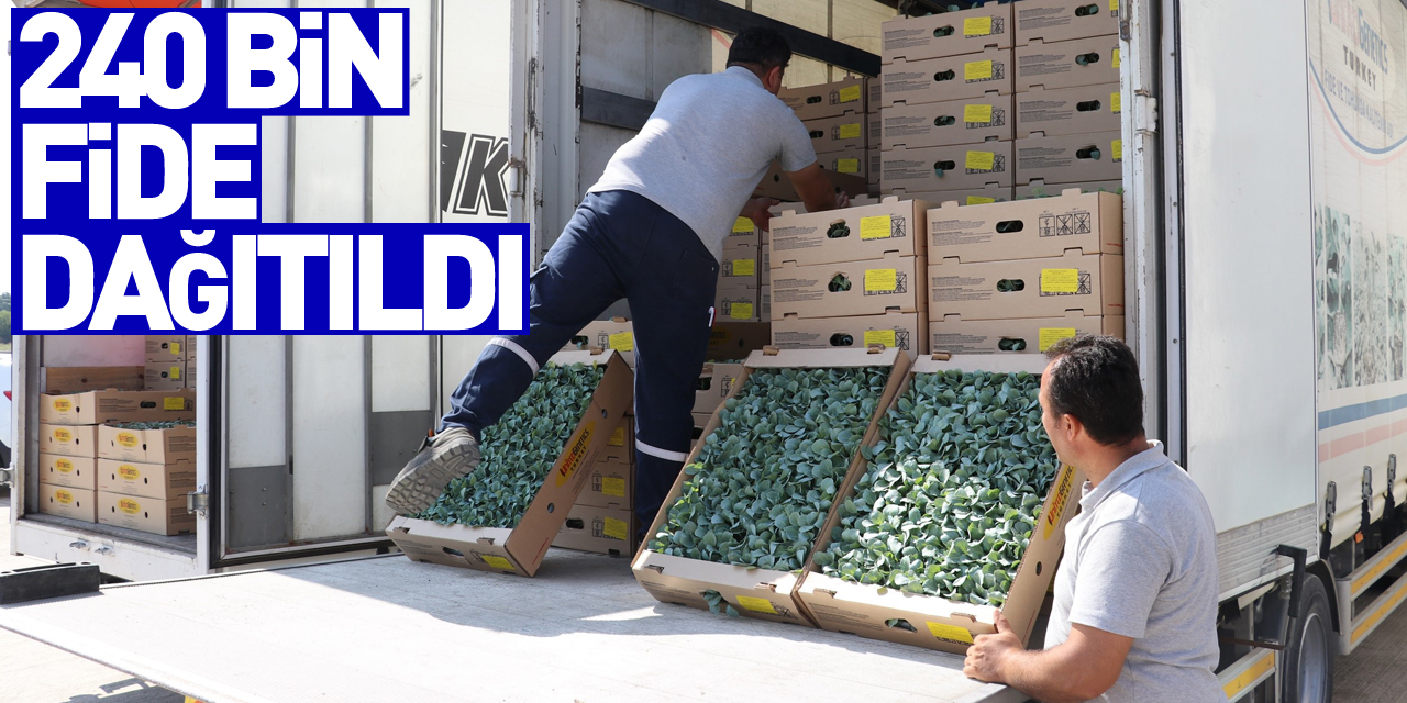 İhracata uygun sebze üretimi için 240 bin fide dağıtıldı