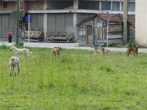 Başıboş köpeklerin yeni mekanı TOKİ…