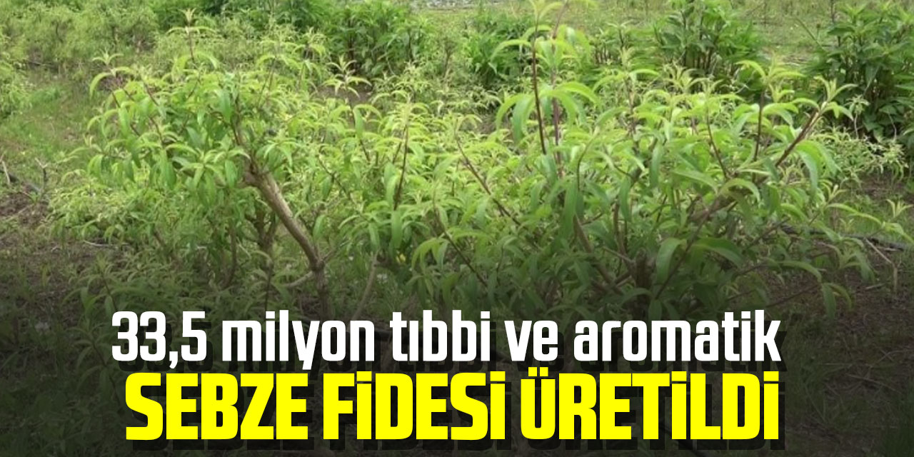 Samsun’da 33,5 milyon tıbbi ve aromatik sebze fidesi üretildi