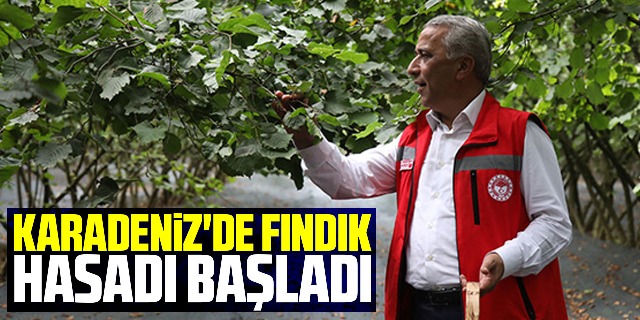 Karadeniz'de fındık hasadı başladı