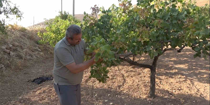 Dolu ve aşırı sıcaklar Siirt fıstığını etkiledi, rekoltede düşüş bekleniyor