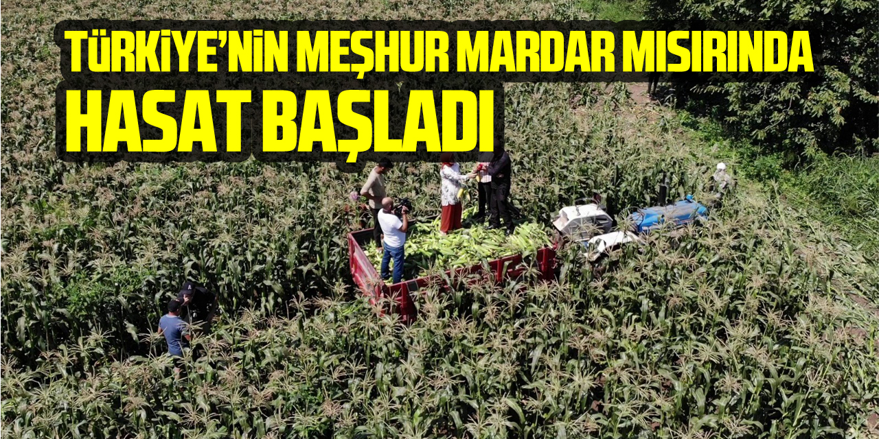 Türkiye’nin meşhur Mardar mısırında hasat başladı