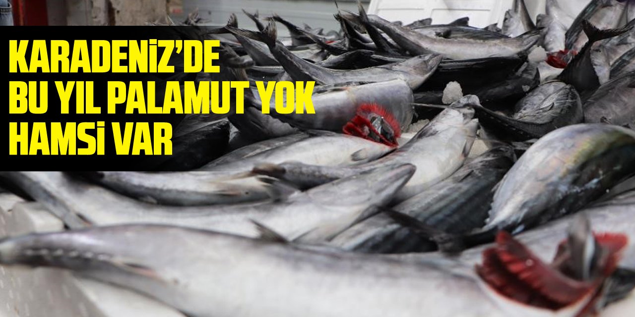 Karadeniz’de bu yıl palamut yok, hamsi var