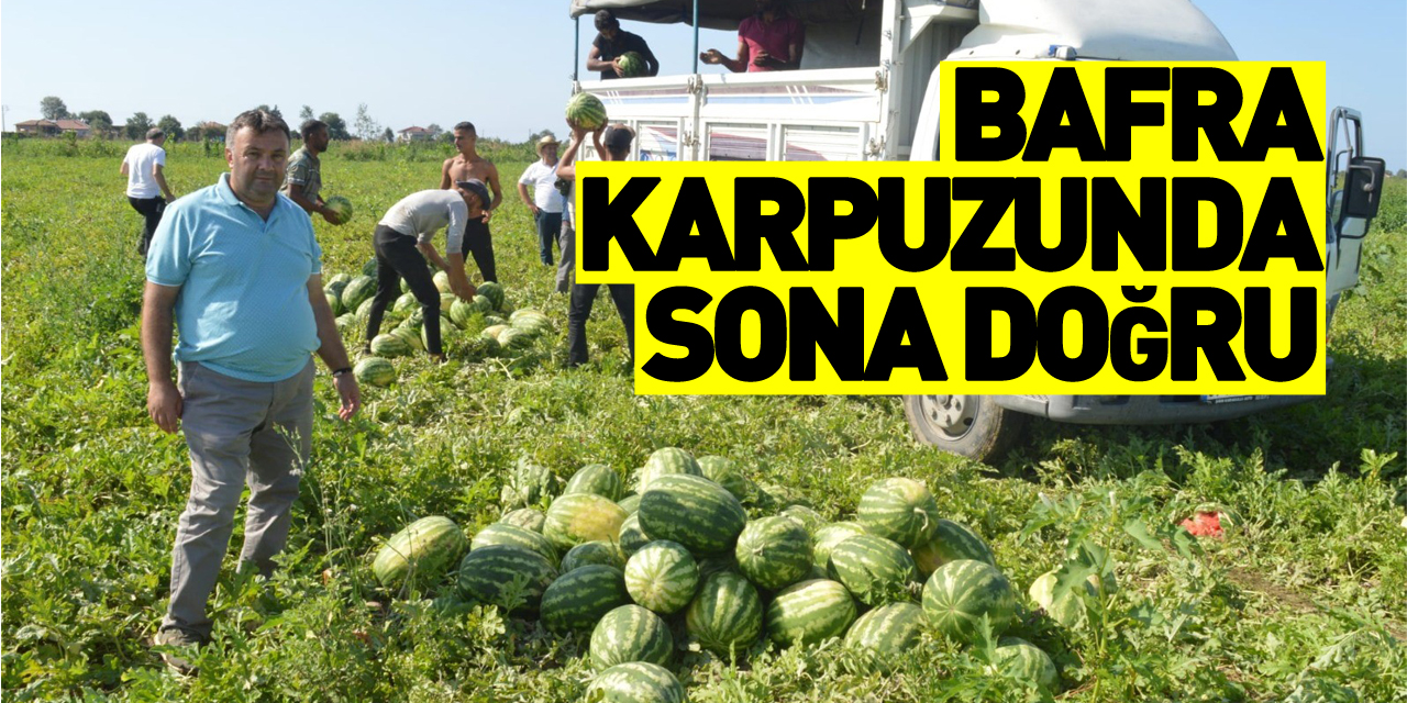 Bafra karpuzunda sona doğru