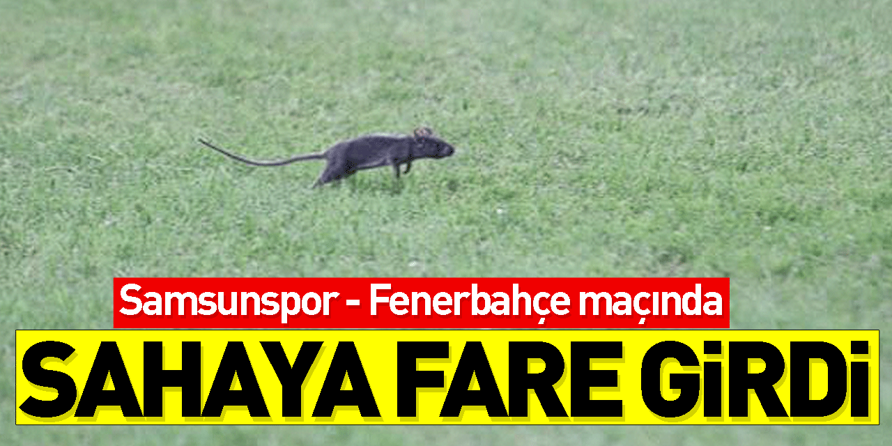 Samsunspor - Fenerbahçe maçında sahaya fare girdi